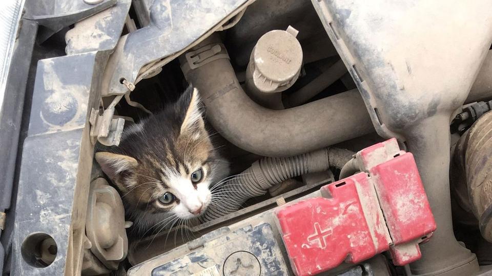 Diqqat: hayvonlar qishda avtomobillar ostiga yashirinishadi!