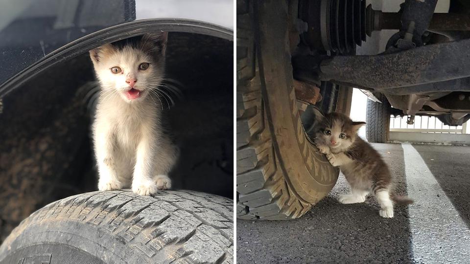 Diqqat: hayvonlar qishda avtomobillar ostiga yashirinishadi!