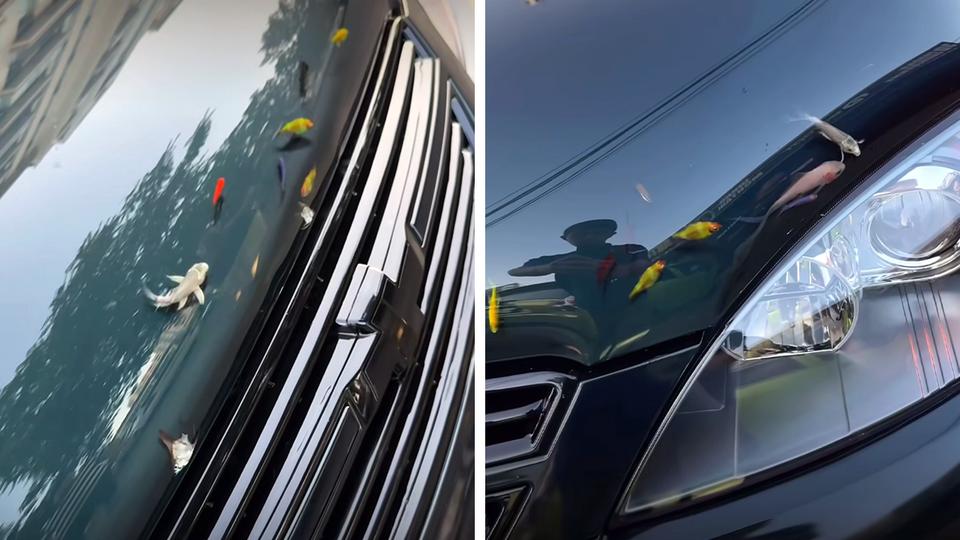 Из капота Chevrolet Gentra сделали аквариум
